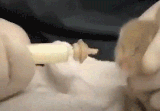 不想养猫,却捡到一只小奶猫,没想到命运就这样被改变了!